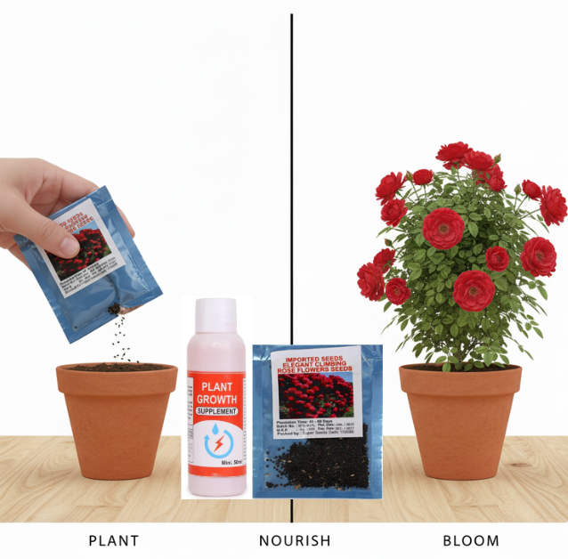 Elegant Imported Climbing Rose Flower Seeds