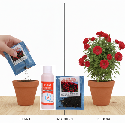 Elegant Imported Climbing Rose Flower Seeds