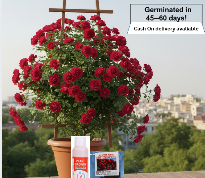 Elegant Imported Climbing Rose Flower Seeds